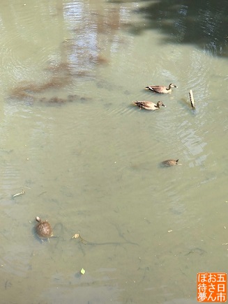 池の畔から見えた亀たち